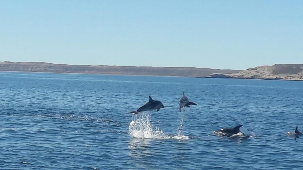 El Tamarisco Lägenhet Puerto Pirámides Exteriör bild